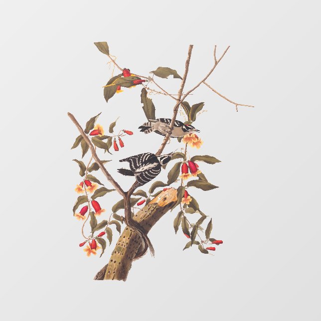 Autocollant Pour Fenêtre Audubon Downy Pic Couple aux fleurs (Feuille)