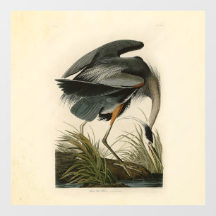 Autocollant Pour Fenêtre Audubon Great Blue Heron Marsh Bird