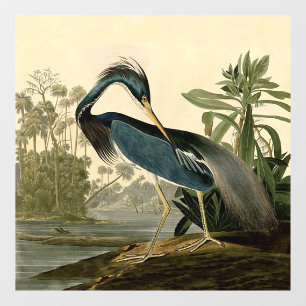 Autocollant Pour Fenêtre Audubon Héron de Louisiane Oiseaux Amérique Art
