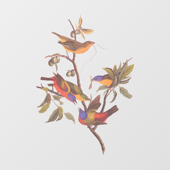 Autocollant Pour Fenêtre Audubon Painted Bunting Birds is Wild Plum Tree (Feuille)