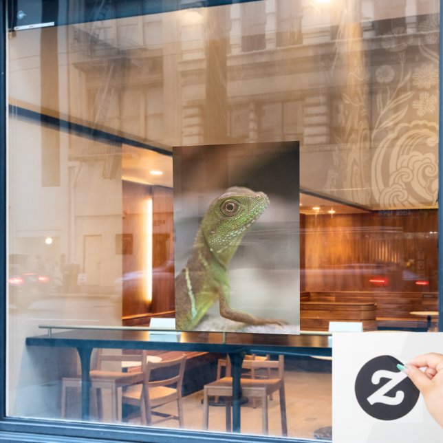 Autocollant Pour Fenêtre Baiser d'Iguana (Fenêtre de café)