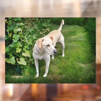 Autocollant Pour Fenêtre Belle Fenêtre de Chien Léopard Catahoula Cling