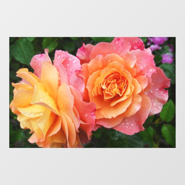 Autocollant Pour Fenêtre Belle photo rose rose et orange (Feuille)