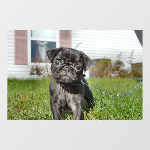 Autocollant Pour Fenêtre Chiot en Carlin noir