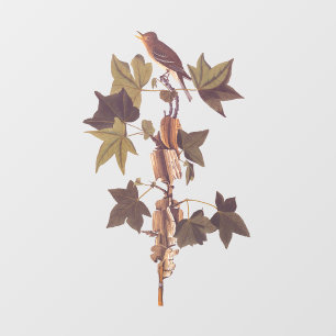 Autocollant Pour Fenêtre Colibri Audubon Traill