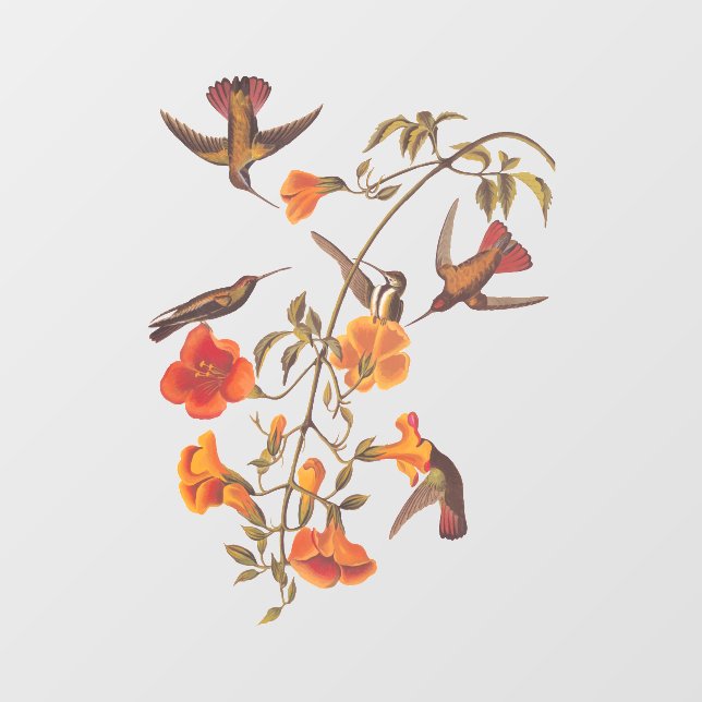 Autocollant Pour Fenêtre Colibris de la mangrove aux fleurs de trompette or (Feuille)