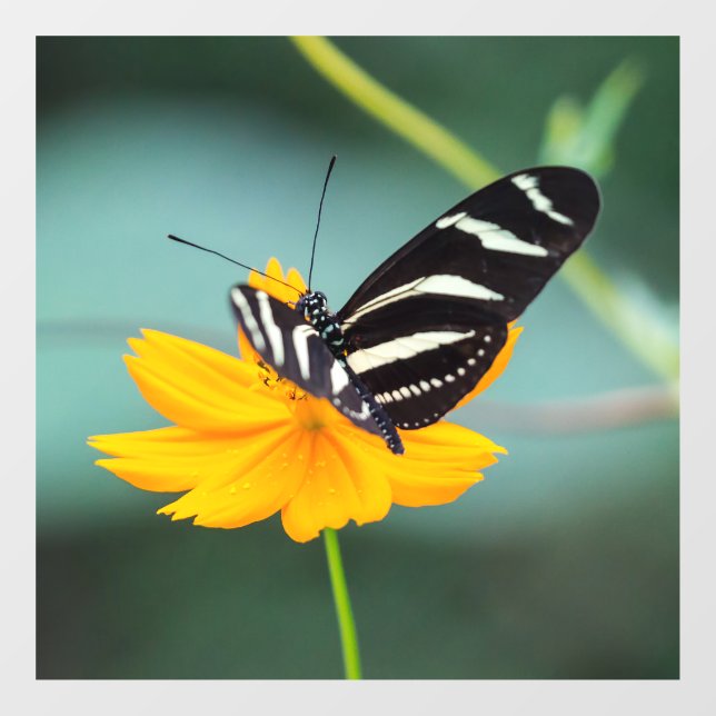 Autocollant Pour Fenêtre Costa Rica - Zebra Longwing Butterfly (Feuille)