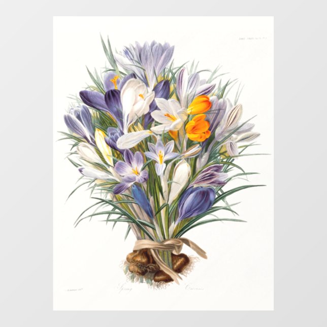 Autocollant Pour Fenêtre Crocus Spring Flower Botanique Floral Art (Feuille)