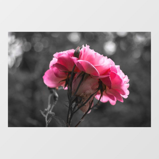 Autocollant pour fenêtre - Élégance de rose rose (Feuille)