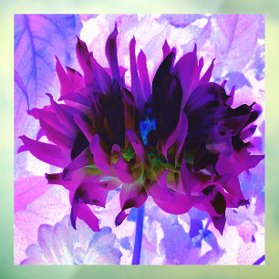 Autocollant Pour Fenêtre Étonnant violet et noir cactus Dahlia