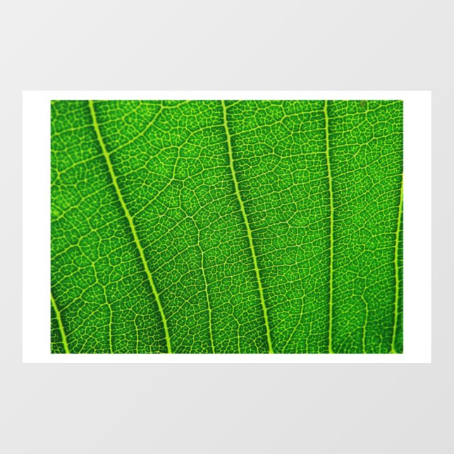 Autocollant Pour Fenêtre Feuille d'arbre vert (Feuille)