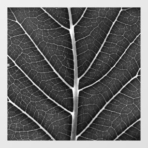 Autocollant Pour Fenêtre Feuille lumineuse noir et blanc en gros plan