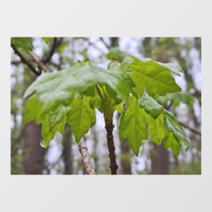 Autocollant Pour Fenêtre Feuilles de forêt après la pluie – Wild Nature Rom