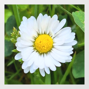 Autocollant Pour Fenêtre Fleur Sauvage Roumanie – Photographie Botanique Ma