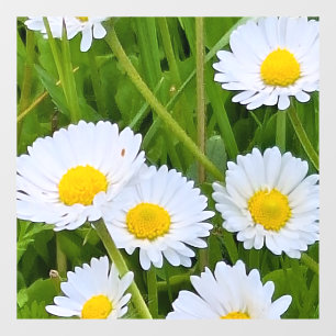 Autocollant Pour Fenêtre Fleurs de jardin sauvage Roumanie – Photographie d