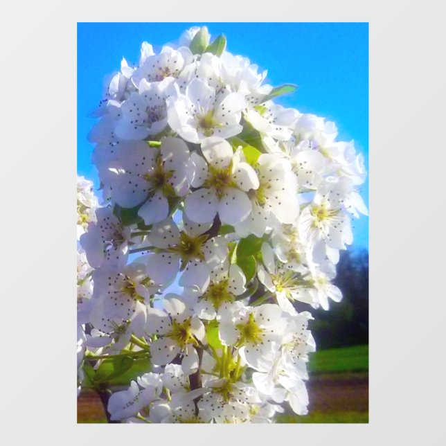 Autocollant Pour Fenêtre Fleurs de poires (Feuille)