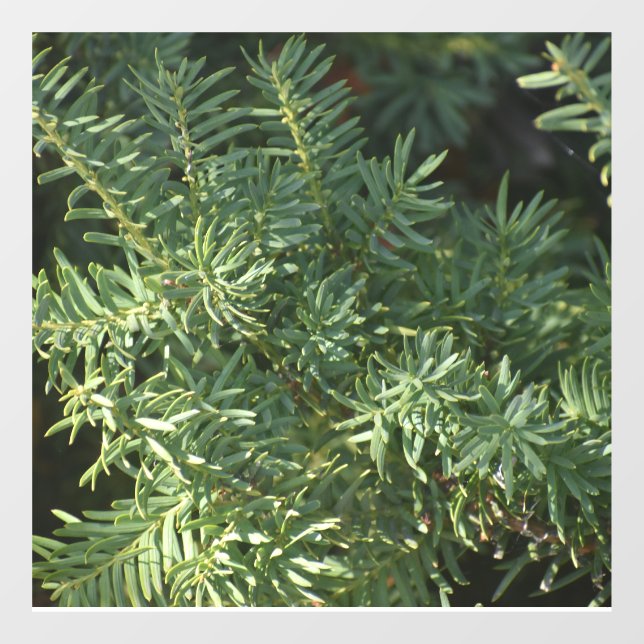 Autocollant Pour Fenêtre La pinède (Feuille)