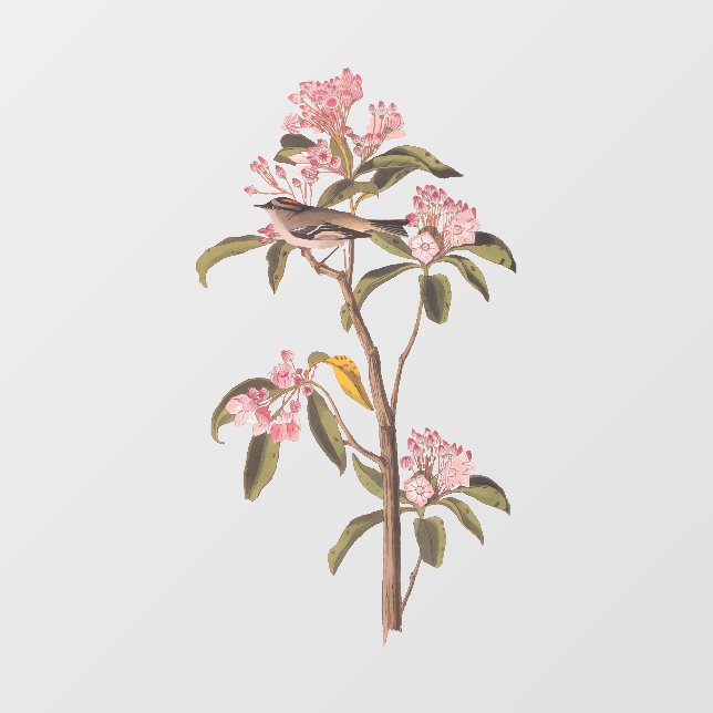 Autocollant Pour Fenêtre L'Oiseau de couvier d'Audubon sur Calico Rose (Feuille)