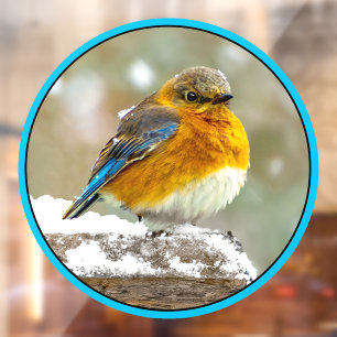 Autocollant Pour Fenêtre Merlebleu de l'Est dans la neige - Photographie or