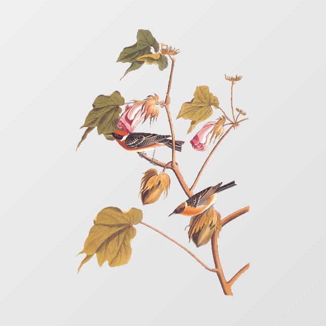 Autocollant Pour Fenêtre Oiseau de Paruline à poitrine d'Audubon sur Plante (Feuille)