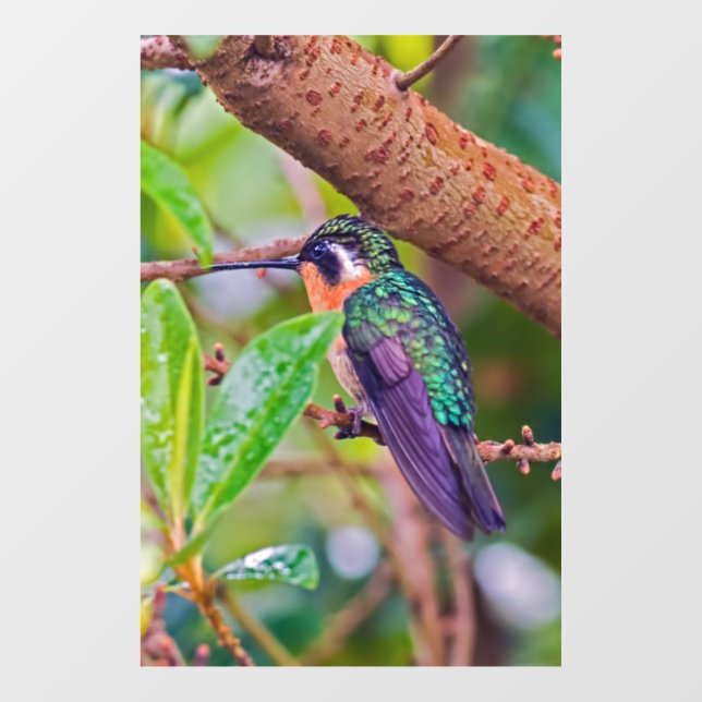 Autocollant Pour Fenêtre Oiseau du Costa Rica - Colibri (Feuille)