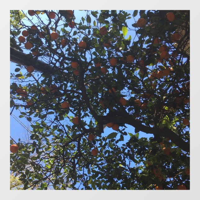 Autocollant Pour Fenêtre Orangers à Buenos Aires arboles naranjos (Feuille)