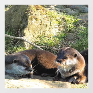 AUTOCOLLANT POUR FENÊTRE OTTERS