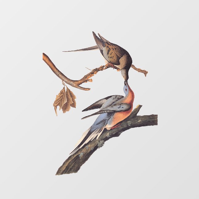 Autocollant Pour Fenêtre Paire Audubon de baiser des pigeons voyageurs (Feuille)