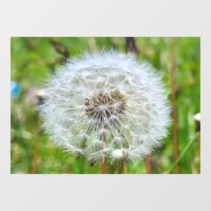 Autocollant Pour Fenêtre Parfaite Pissenlit – Photographie Macro Botanique