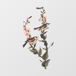 Autocollant Pour Fenêtre Paruline audubon ornithologique à châtaignes sur F