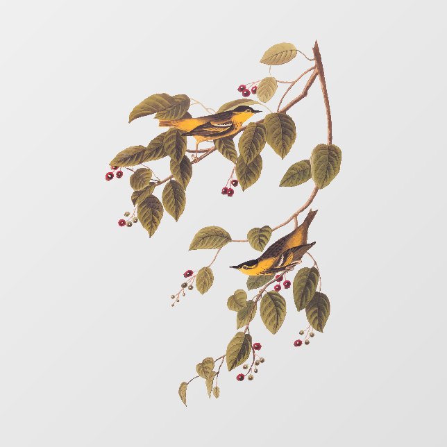 Autocollant Pour Fenêtre Paruline carbonée Audubon Oiseau (Feuille)