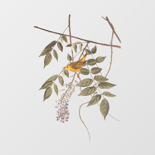 Autocollant Pour Fenêtre Paruline jaune orangée bleu ornithologique à la ba