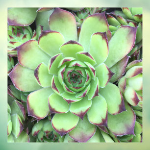 Autocollant Pour Fenêtre Photo de gros plan de succulente verte aux pointes