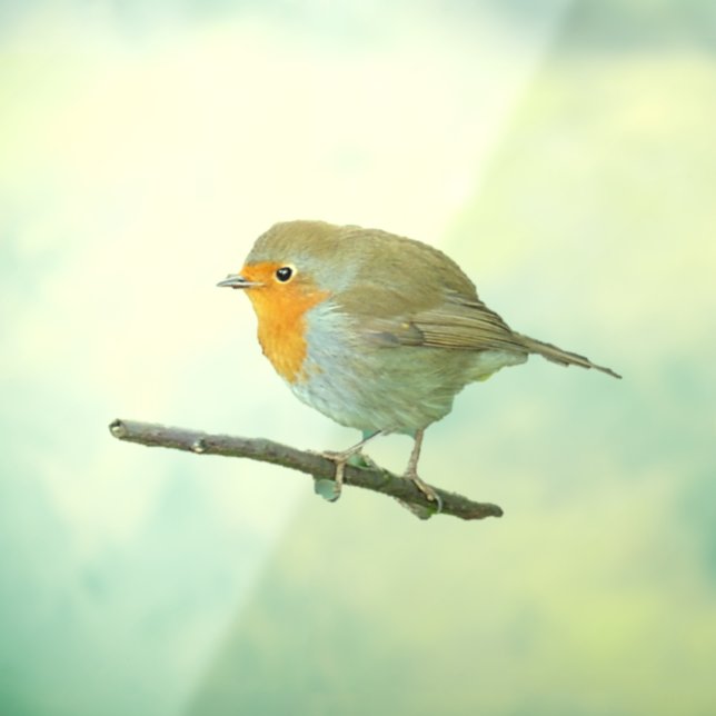 Autocollant Pour Fenêtre Robin Redsein Clôture de fenêtre (Feuille 3)