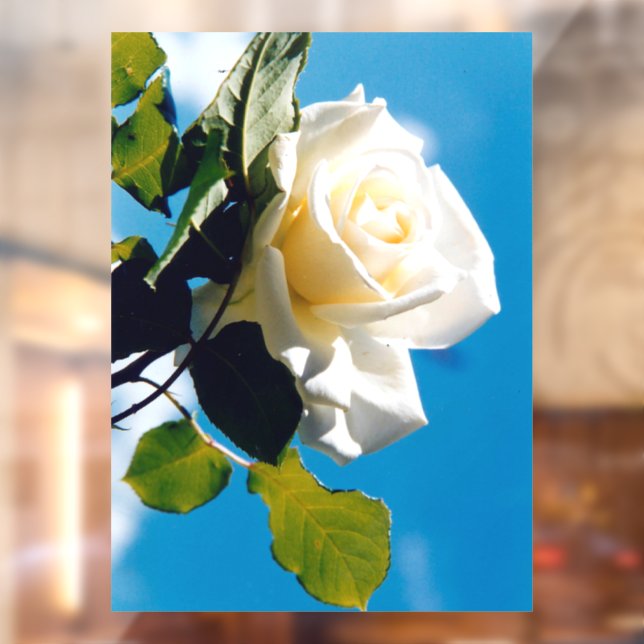 Autocollant Pour Fenêtre Rose blanche sous ciel bleu (Feuille 2)