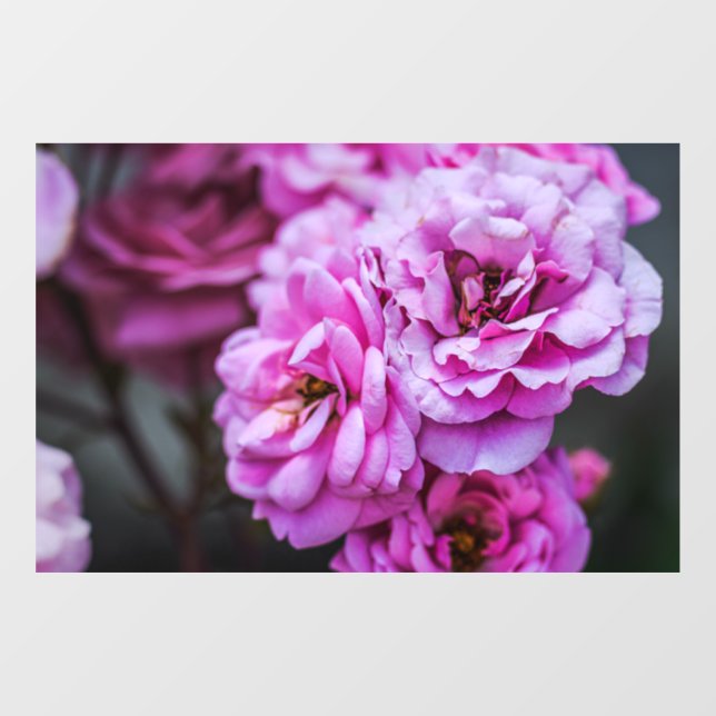  Autocollant pour fenêtre - Roses roses douces  (Feuille)
