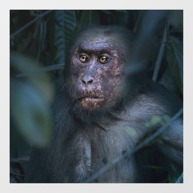 Autocollant Pour Fenêtre Singe dans la jungle (Feuille)