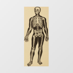 Autocollant Pour Fenêtre squelette vintage illustration âge blanc