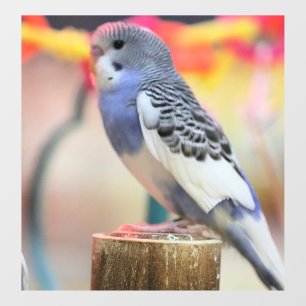 Autocollant Pour Fenêtre Touche