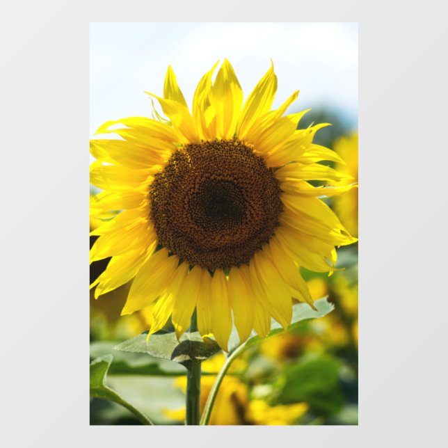 Autocollant pour fenêtre - Tournesol isolé (Feuille)