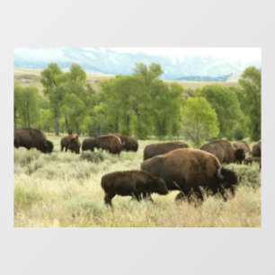 Autocollant Pour Fenêtre Wyoming Bison Nature Animal Photographie