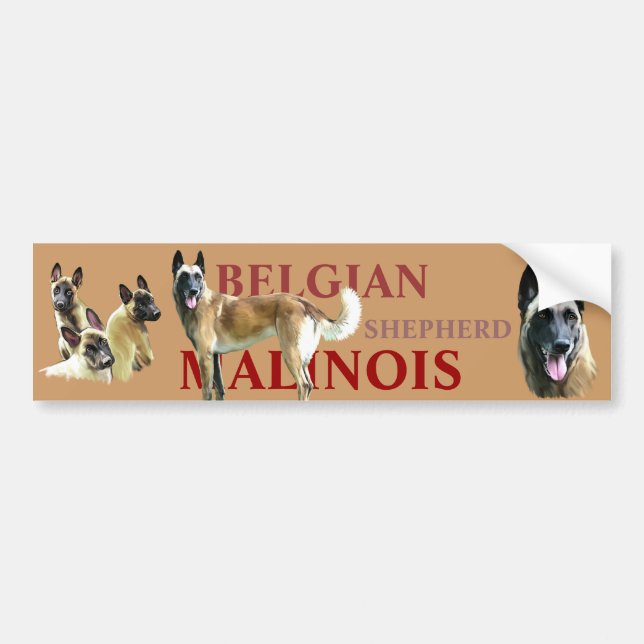 autocollant pour voiture belgian shepherd malinois (Devant)