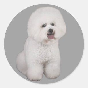 Autocollant précieux de Bichon Frise
