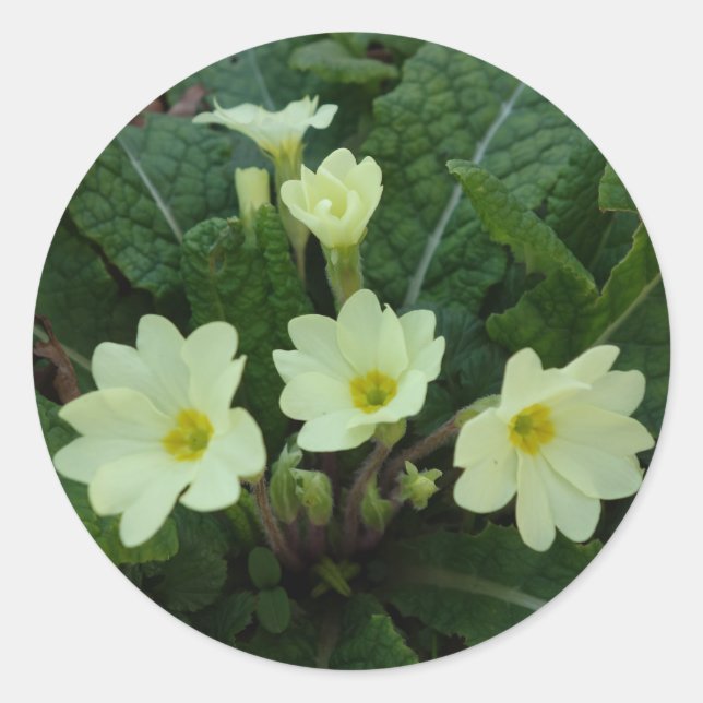 Autocollant Primroses (Devant)