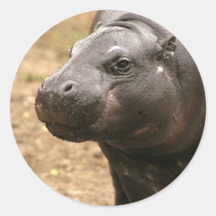 Autocollant pygméen d'hippopotame