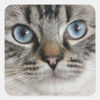 Autocollant Ragdoll Kitten