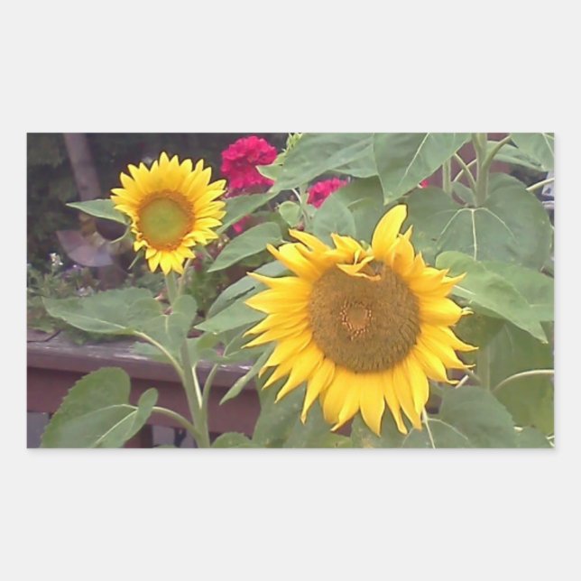 Autocollant rectangulaire avec 2 tournesols (Devant)