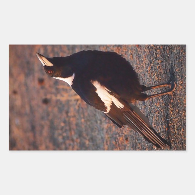 Autocollant rectangulaire Magpie australien (Devant)