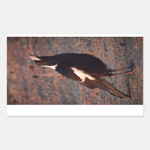 Autocollant rectangulaire Magpie australien