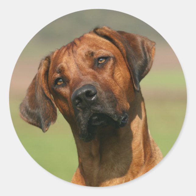 Autocollant Rhodesian Ridgeback (Devant)